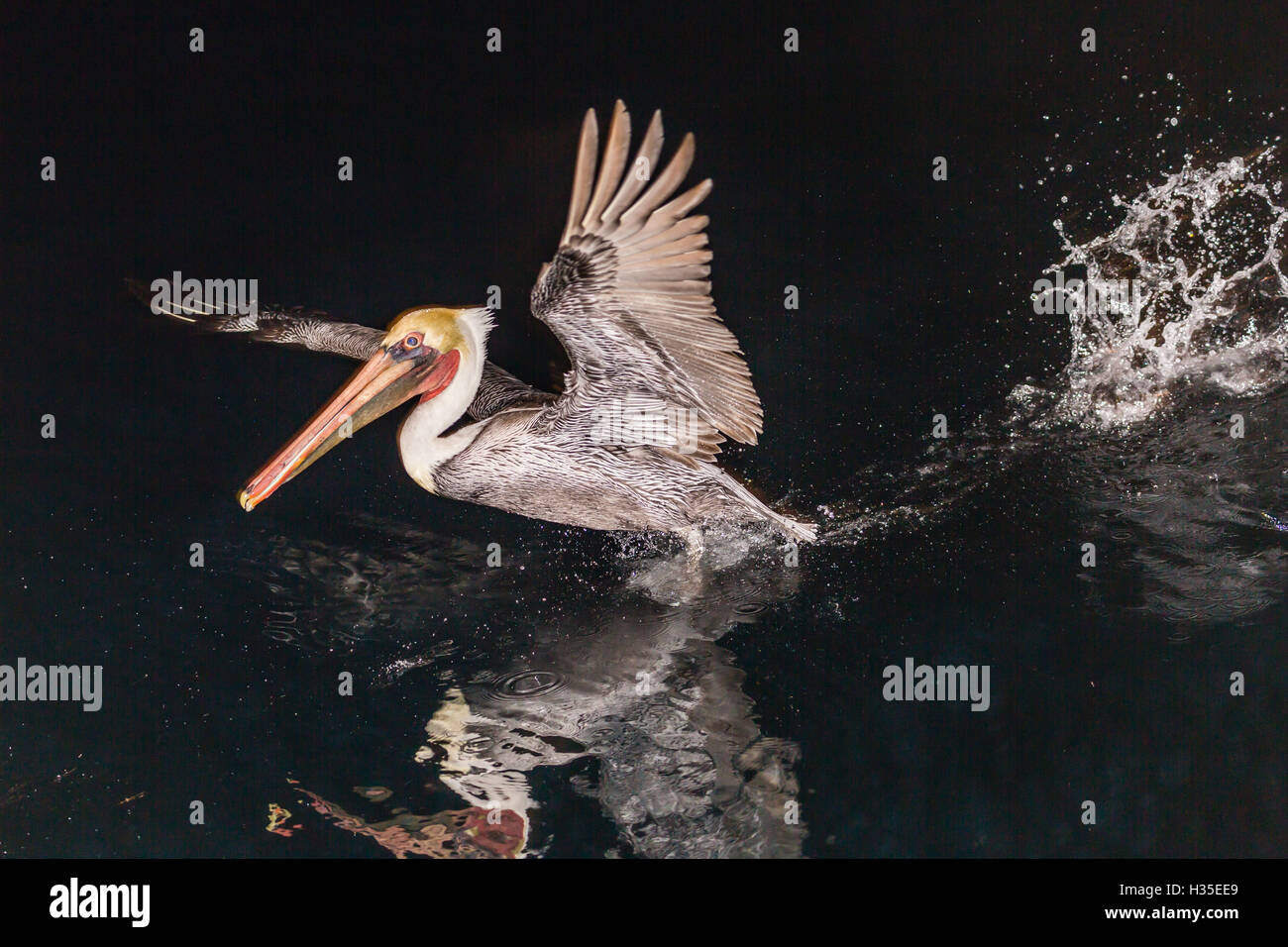 An adult brown pelican (Pelecanus occidentalis) at night near Isla Santa Catalina, Baja California Sur, Mexico Stock Photo