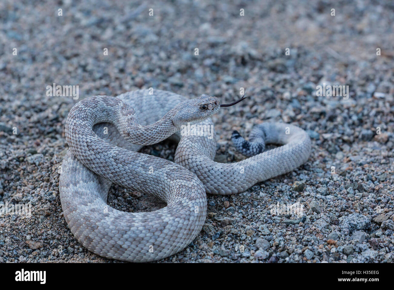 Ash colored morph of the endemic rattleless rattlesnake, Isla Santa Catalina, Baja California Sur, Mexico Stock Photo