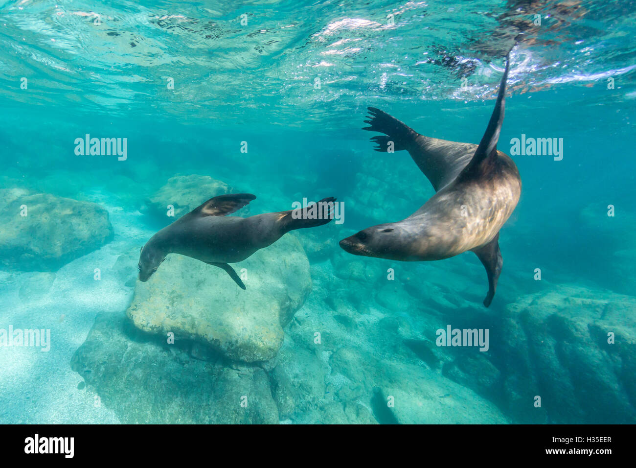 California sea lions (Zalophus californianus), playing underwater at Los Islotes, Baja California Sur, Mexico Stock Photo
