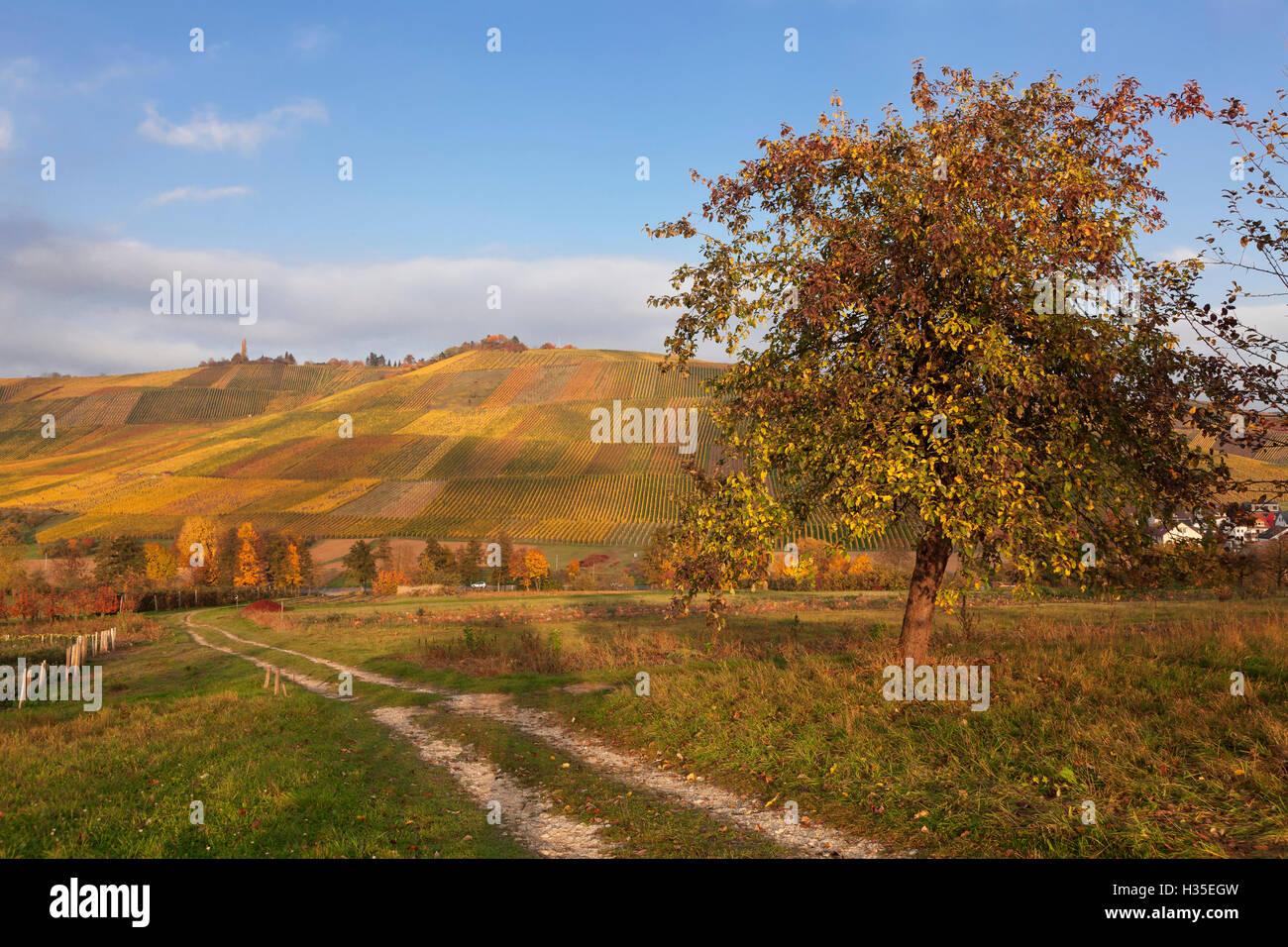 Vineyards in autumn, Weinstadt, Rems Murr District, Baden-Wurttemberg, Germany Stock Photo