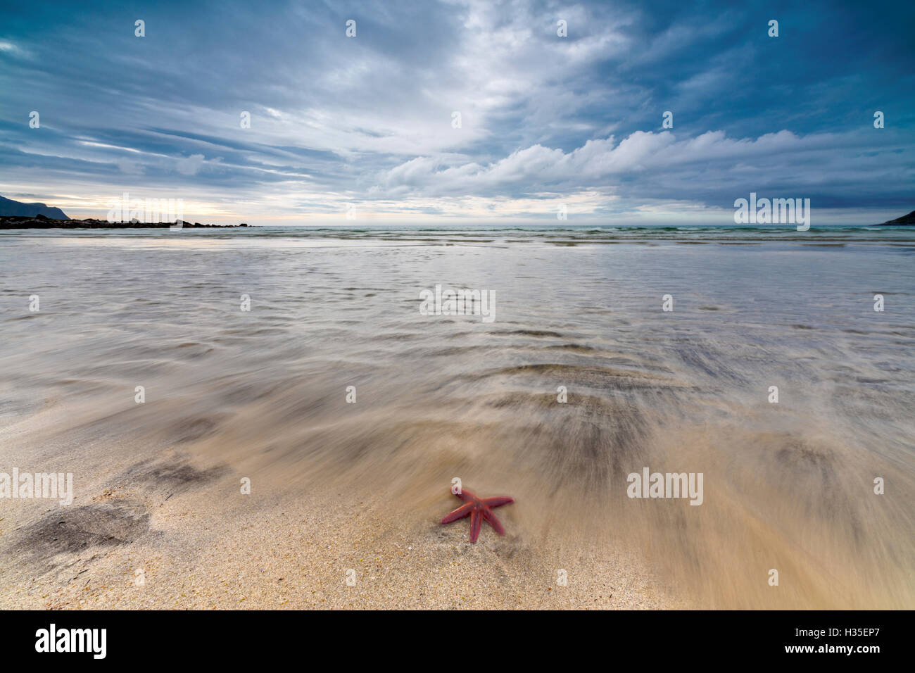 Sea star in the clear water of the fine sandy beach, Skagsanden,  Ramberg, Nordland county, Lofoten Islands, Arctic, Norway Stock Photo