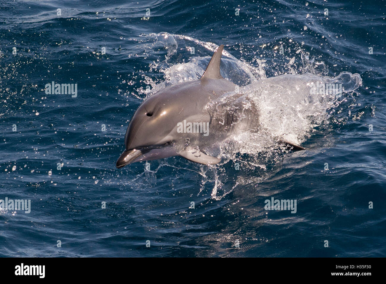 Clymene dolphin porpoising towards the photographer, showing characteristic black beak markings, Senegal, West Africa Stock Photo