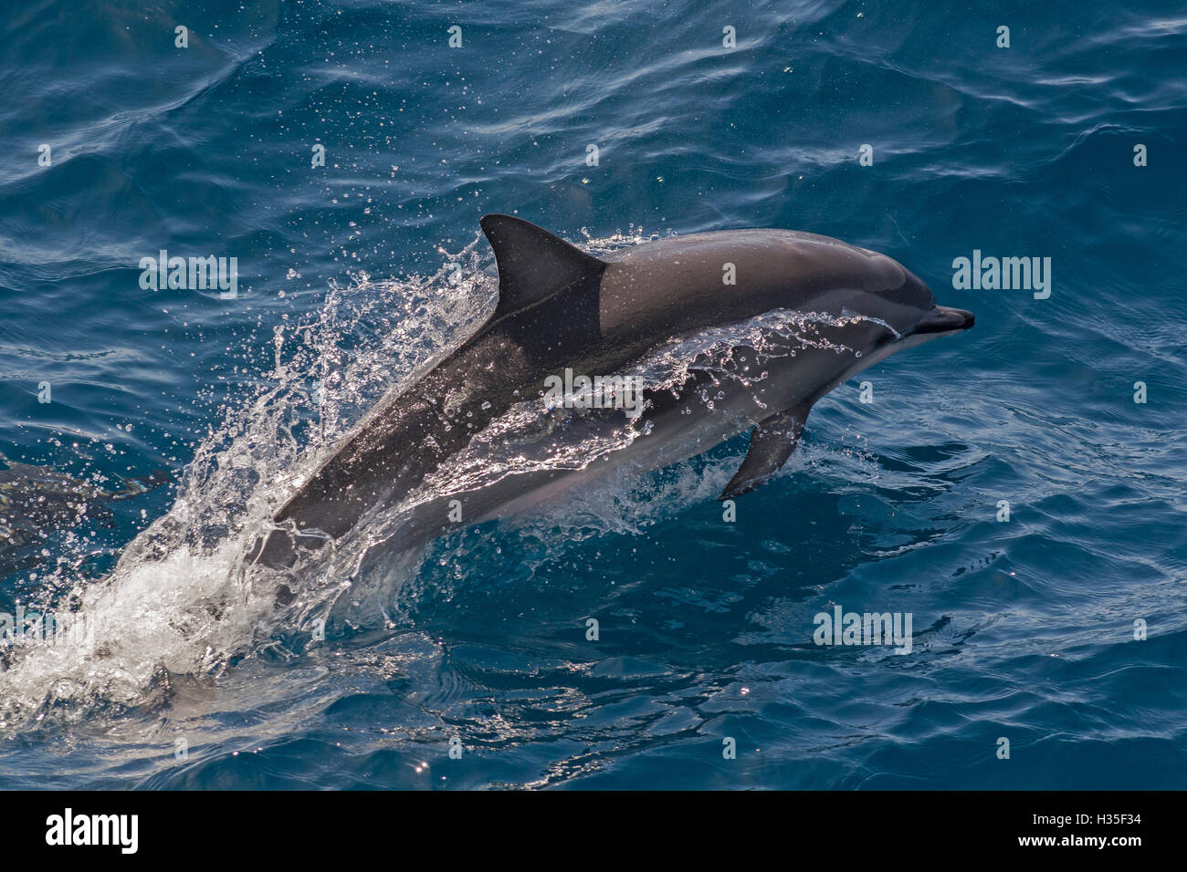 Clymene dolphin (Stenella clymene) porpoising with water trailing its flanks, offshore Senegal, West Africa, Africa Stock Photo