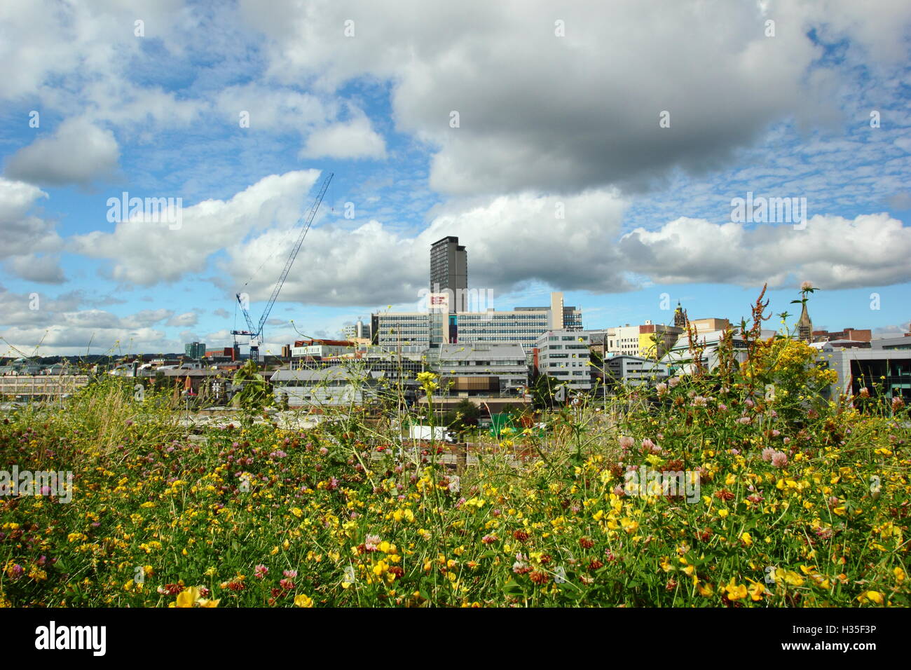 Sheffield, Yorkshire, UK. City of Sheffield's fast changing skyline seen from a wildflower meadow on a sunny summer day, 2016 Stock Photo