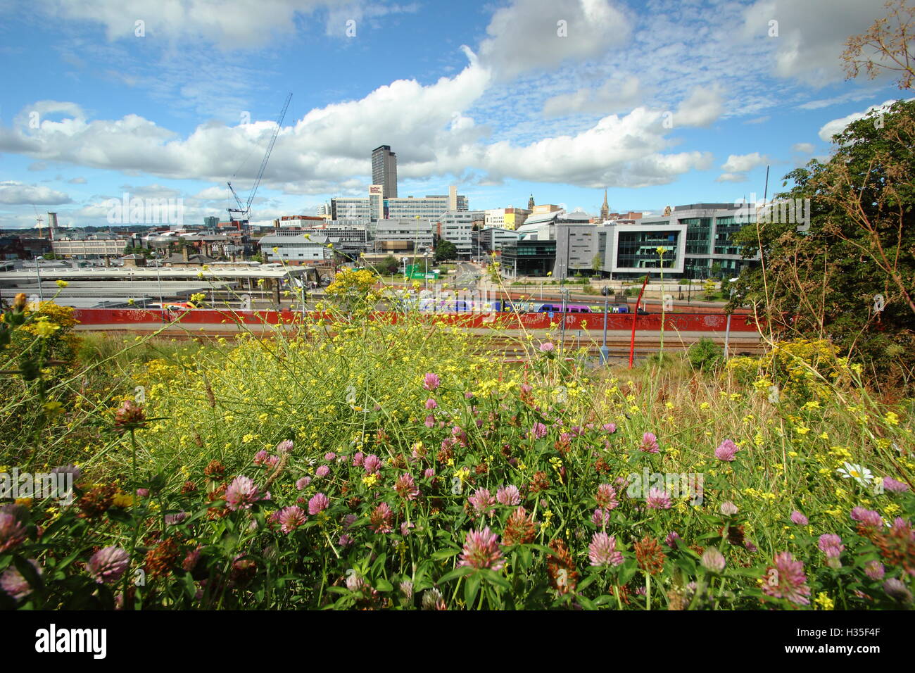 Sheffield, Yorkshire, UK. City of Sheffield's fast changing  skyline seen from a wildflower meadow on a sunny summer day, 2016 Stock Photo