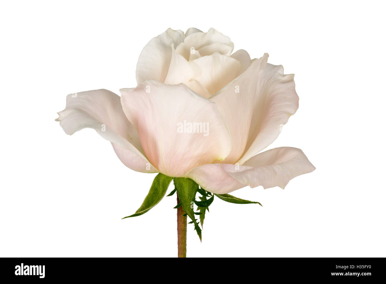Flower of rose close-up, isolated on white background Stock Photo - Alamy