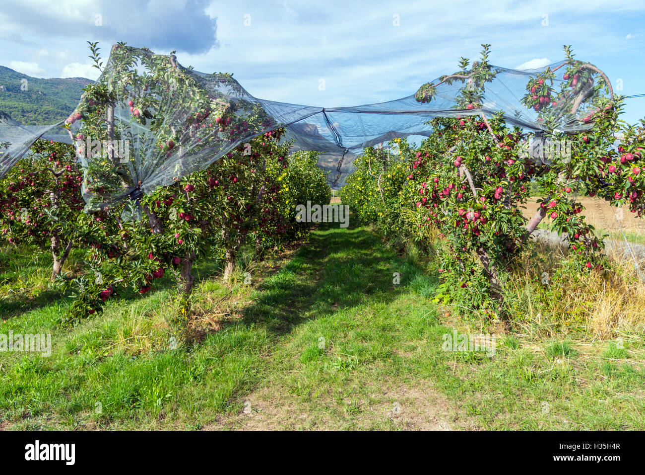 Red apples growing on trees under netting in orchard, southern France Stock Photo