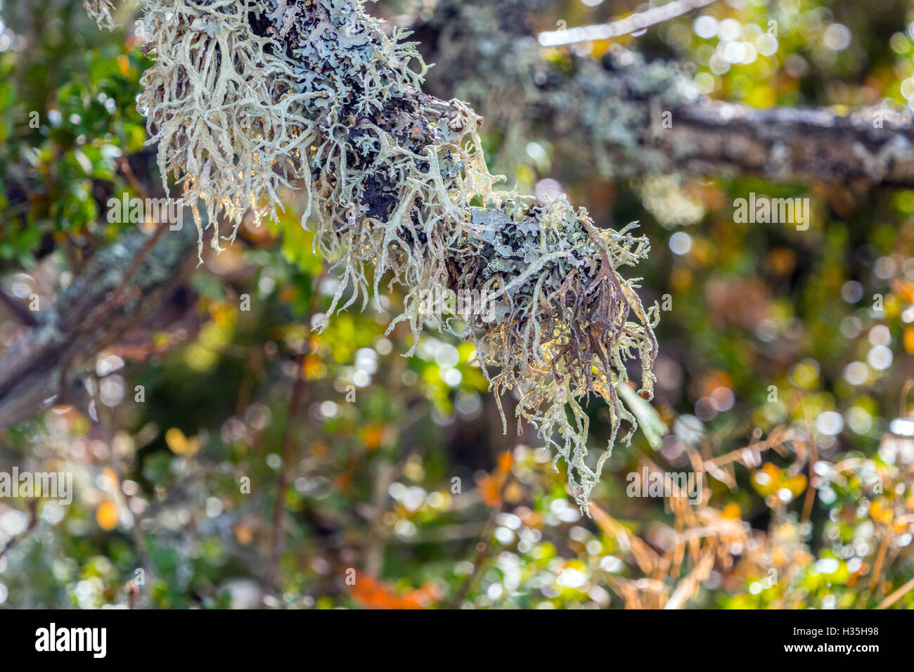 Luxuriant grey gray lichen growing on tree branch, France Stock Photo