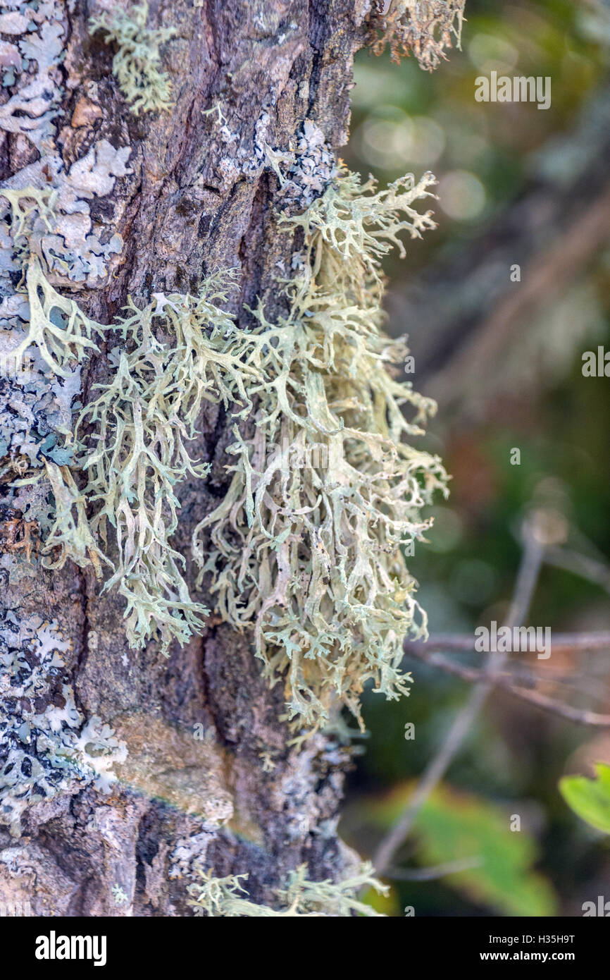 Luxuriant grey gray lichen growing on tree branch, France Stock Photo