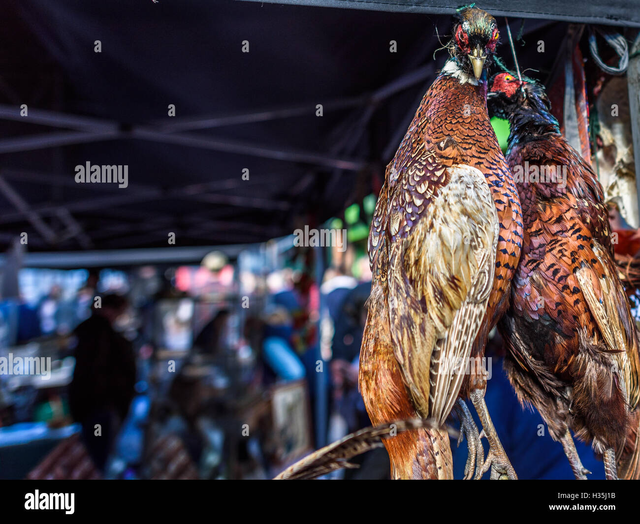 A brace of pheasants hanging at a market stall with room for copyspace. Stock Photo
