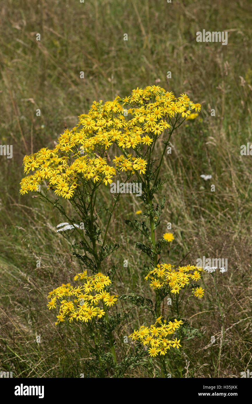 Senecio jacobaea, Common Ragwort, growing in a field, Surrey, UK. July. Stock Photo