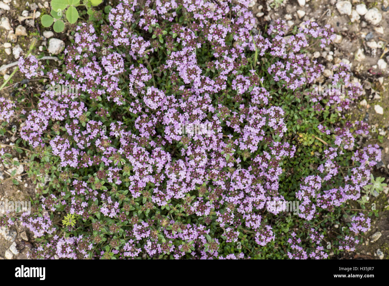 Thymus polytrichus, Wild Thyme, growing in a quarry, Surrey, UK, July. Stock Photo
