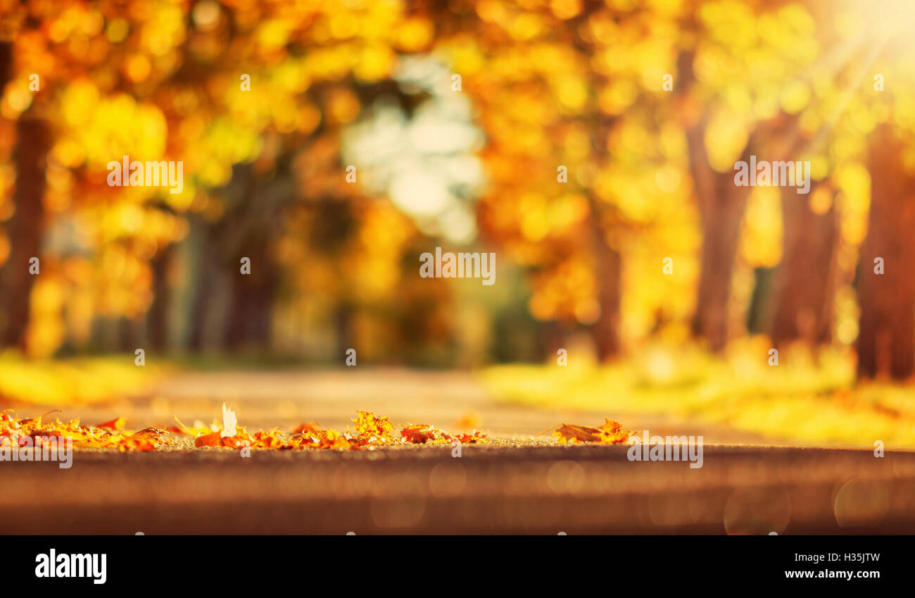 Leaves on the road Stock Photo - Alamy