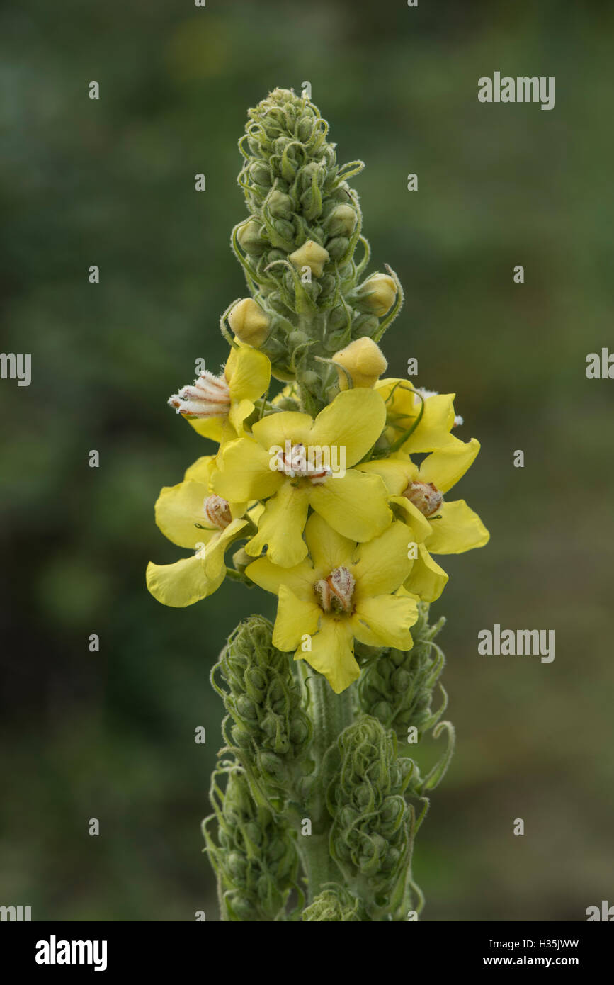 Verbascum thapsus, Great Mullein, growing on chalk downland, Surrey, UK, July. Stock Photo