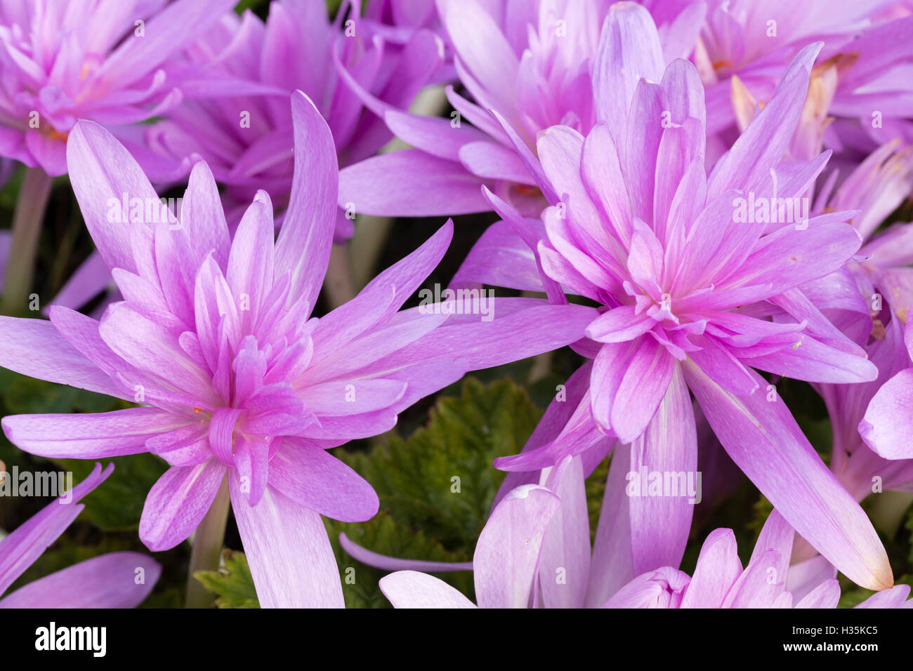 Pink double flowers of the autumn blooming hardy bulb, Colchicum autumnale 'Waterlily' Stock Photo