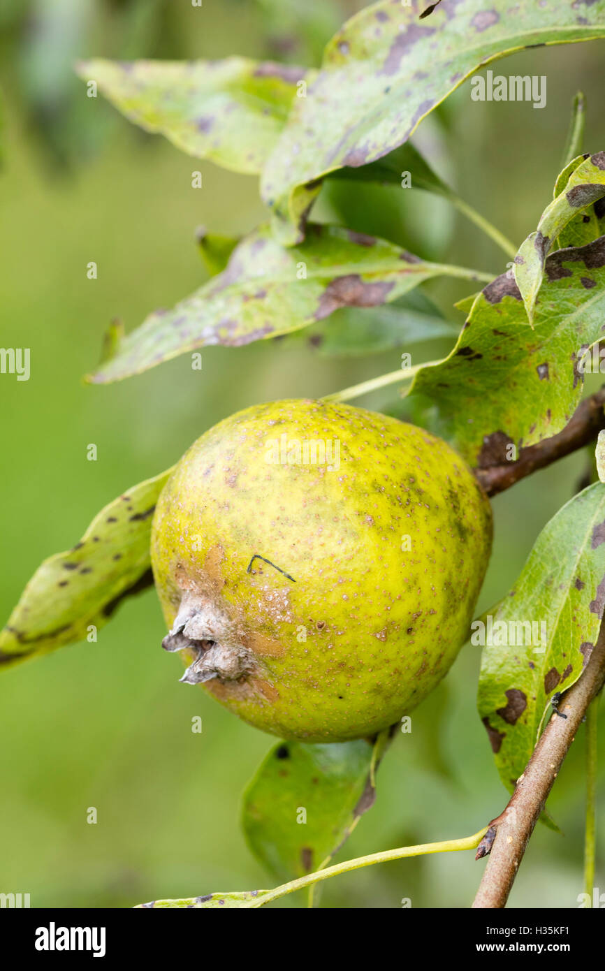 Single small autumn fruit of the ornamental pear tree, Pyrus elaeagnifolia 'Silver Sails' Stock Photo