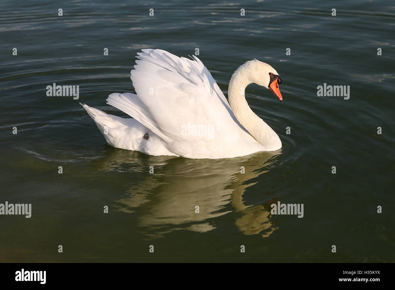 A white swan swimming in a pond Stock Photo - Alamy