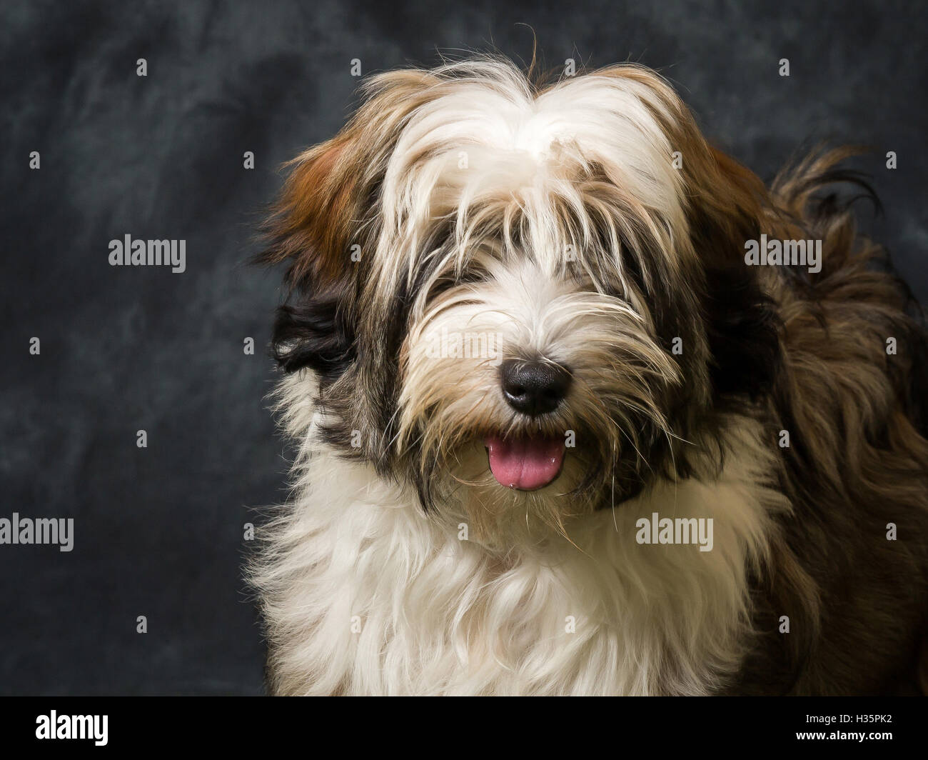 tibetan-terrier-pictured-against-grey-background-stock-photo-alamy