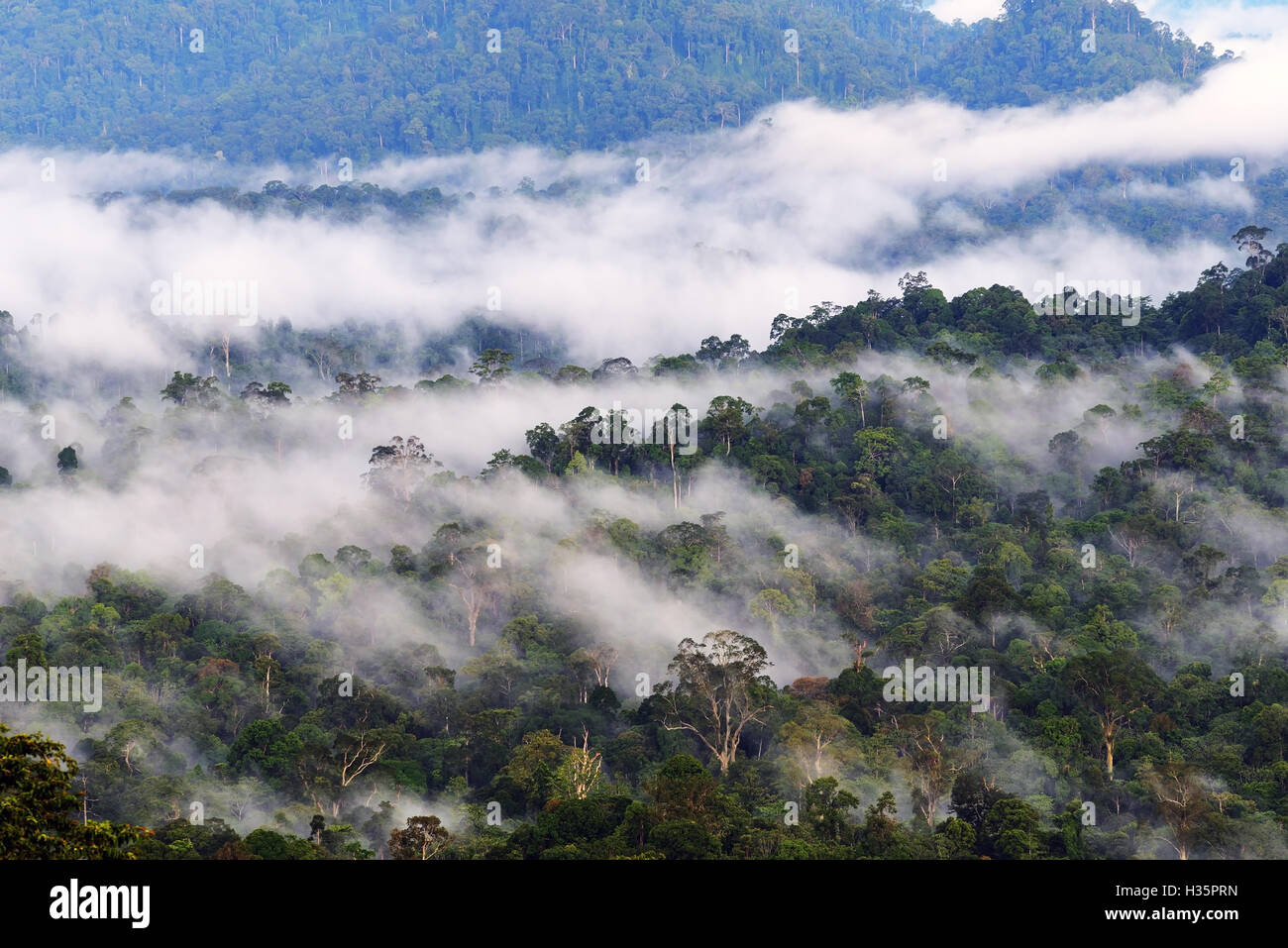 Mist and fogs over  Danum Valley jungle in Sabah Borneo, Malaysia. Danum Valley Conservation Area is a 438 square kilometres tra Stock Photo