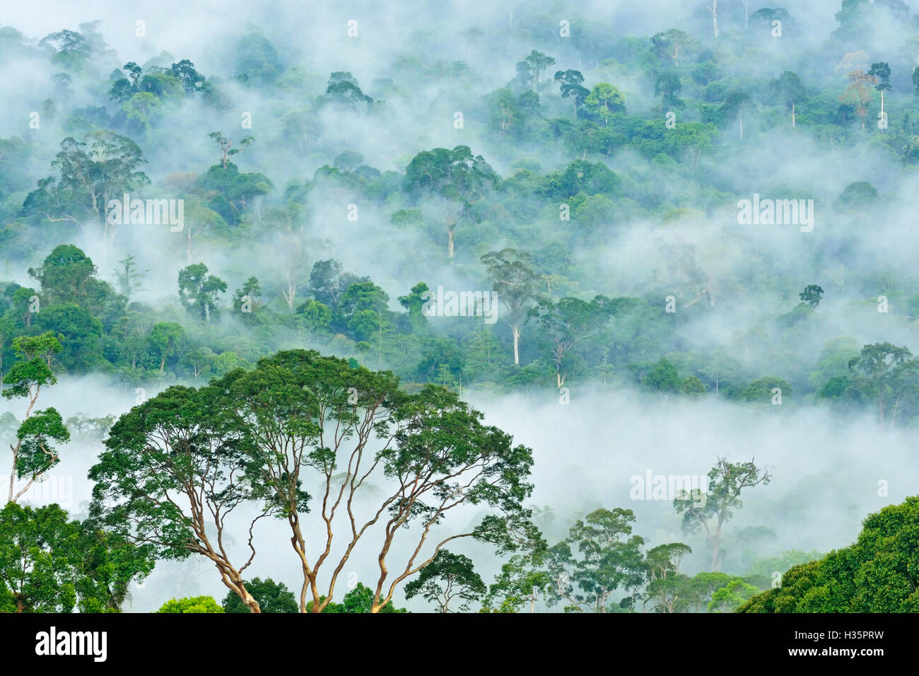 Fogs and mist over dipterocarp rain forest in Danum Valley Conservation Area in Lahad Datu, Sabah Borneo, Malaysia. Stock Photo