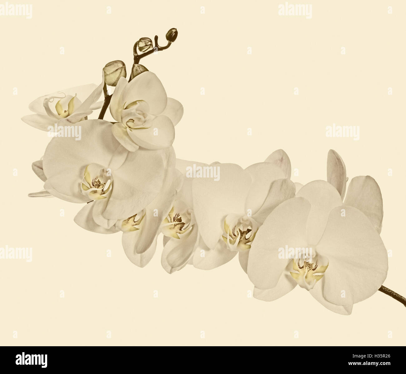 Heavy blossoming branch with large white orchid flowers Stock Photo