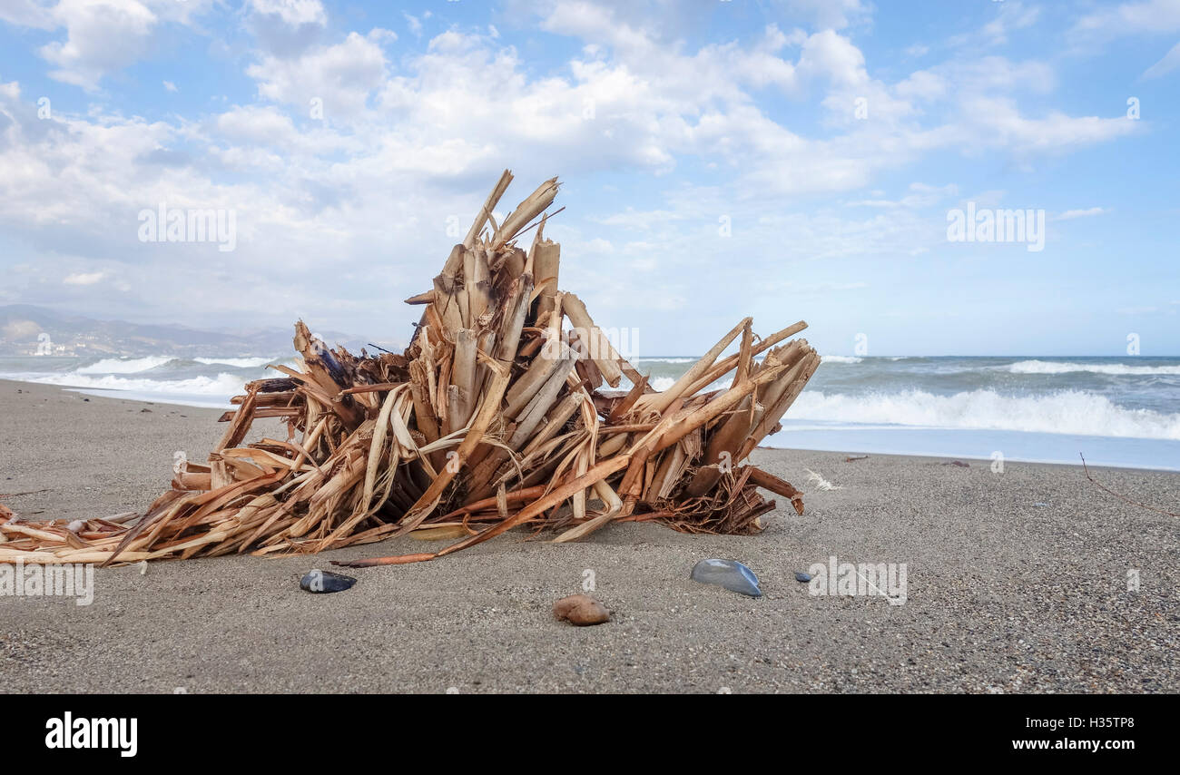 River canes. Giant cane, Arundo donax, on sandy beach, Spain. Stock Photo