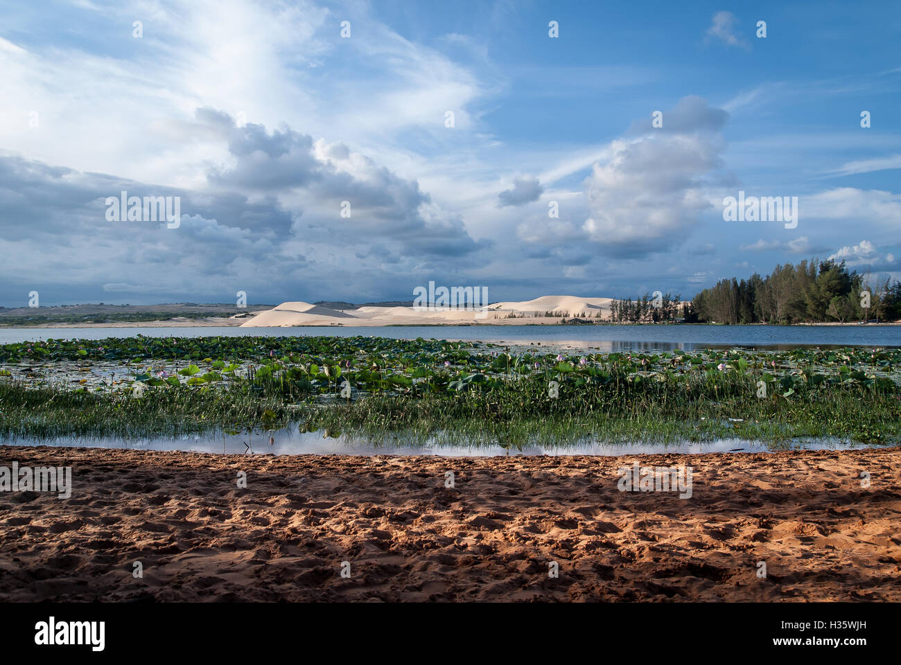 Lake lotus and White Sand Dunes Mui Ne Vietnam Stock Photo