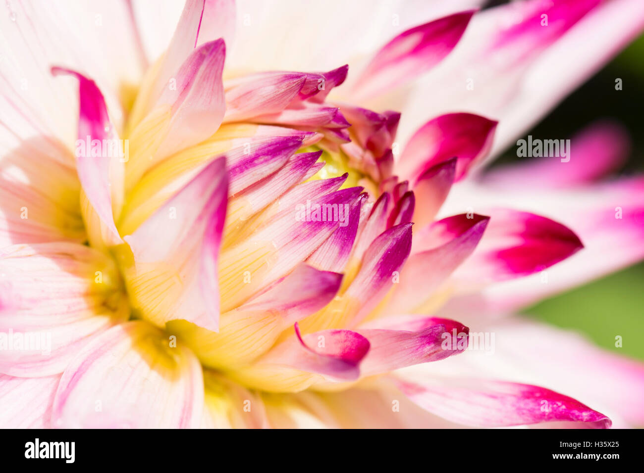 Centre of a dahlia, white petals with pink tips Stock Photo - Alamy