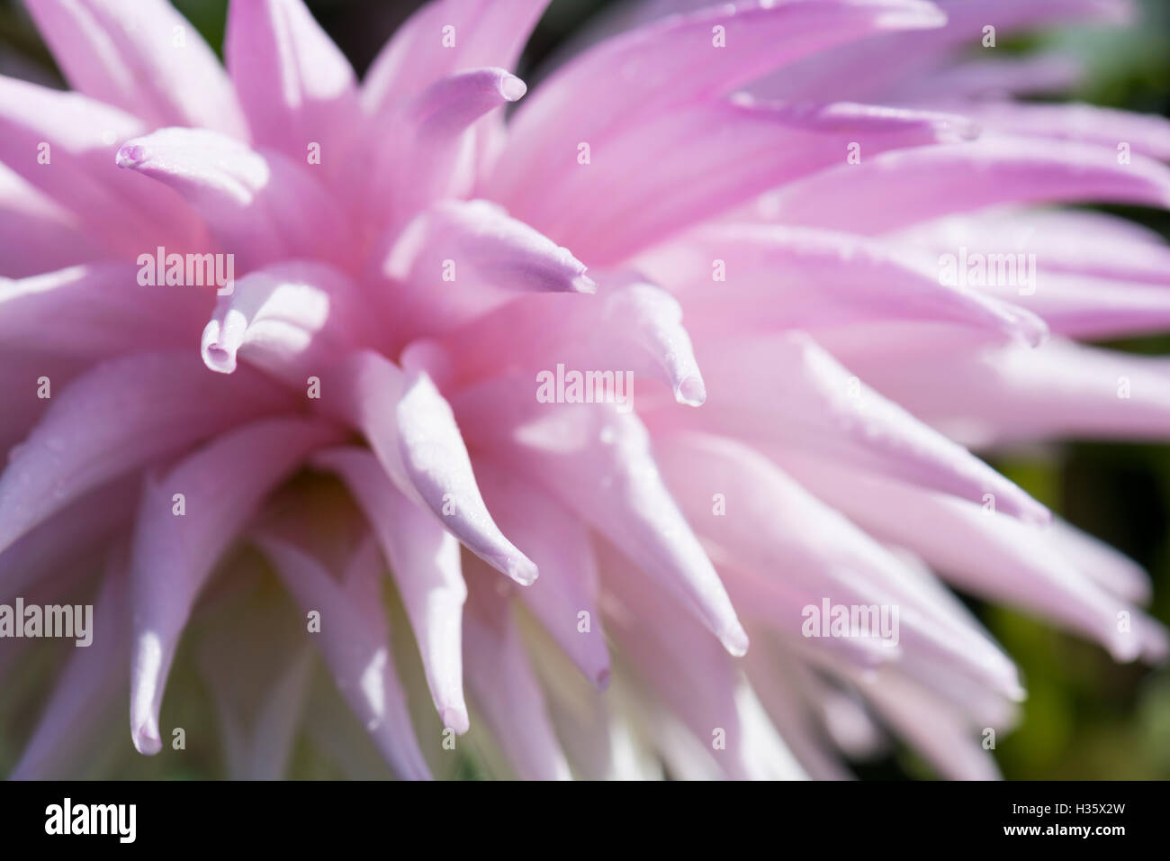 Soft pink, spiky dahlia petals. Stock Photo