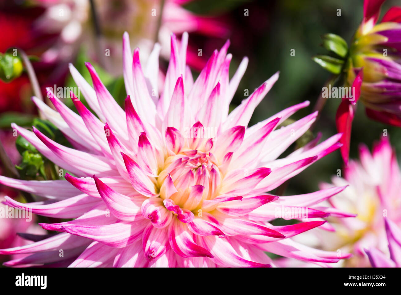 Spiky pink dahlia flowers with graduated petals. Stock Photo