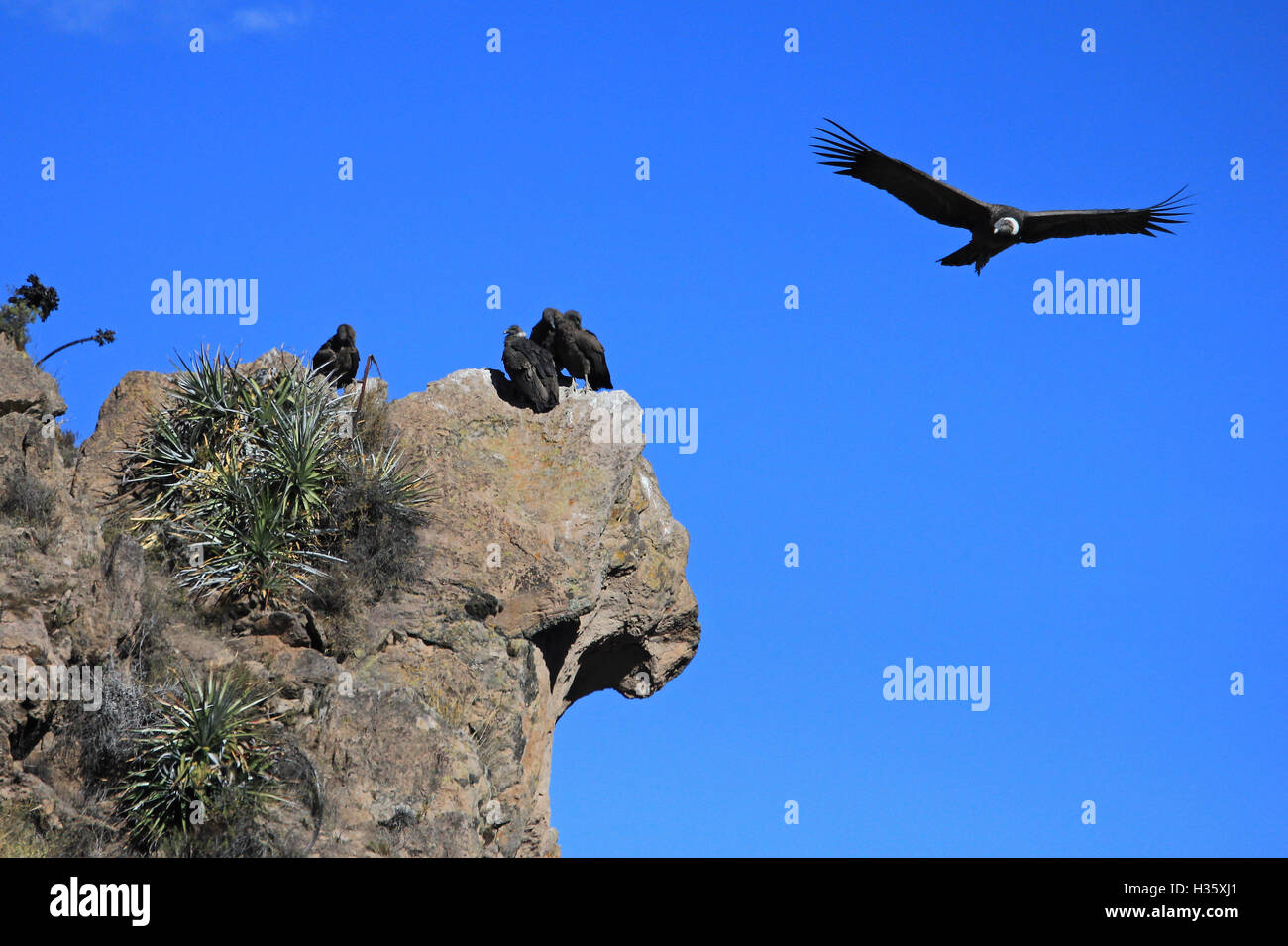 Condors On Rocks An andean condor is flying overlooking some others sitting on a rock ...
