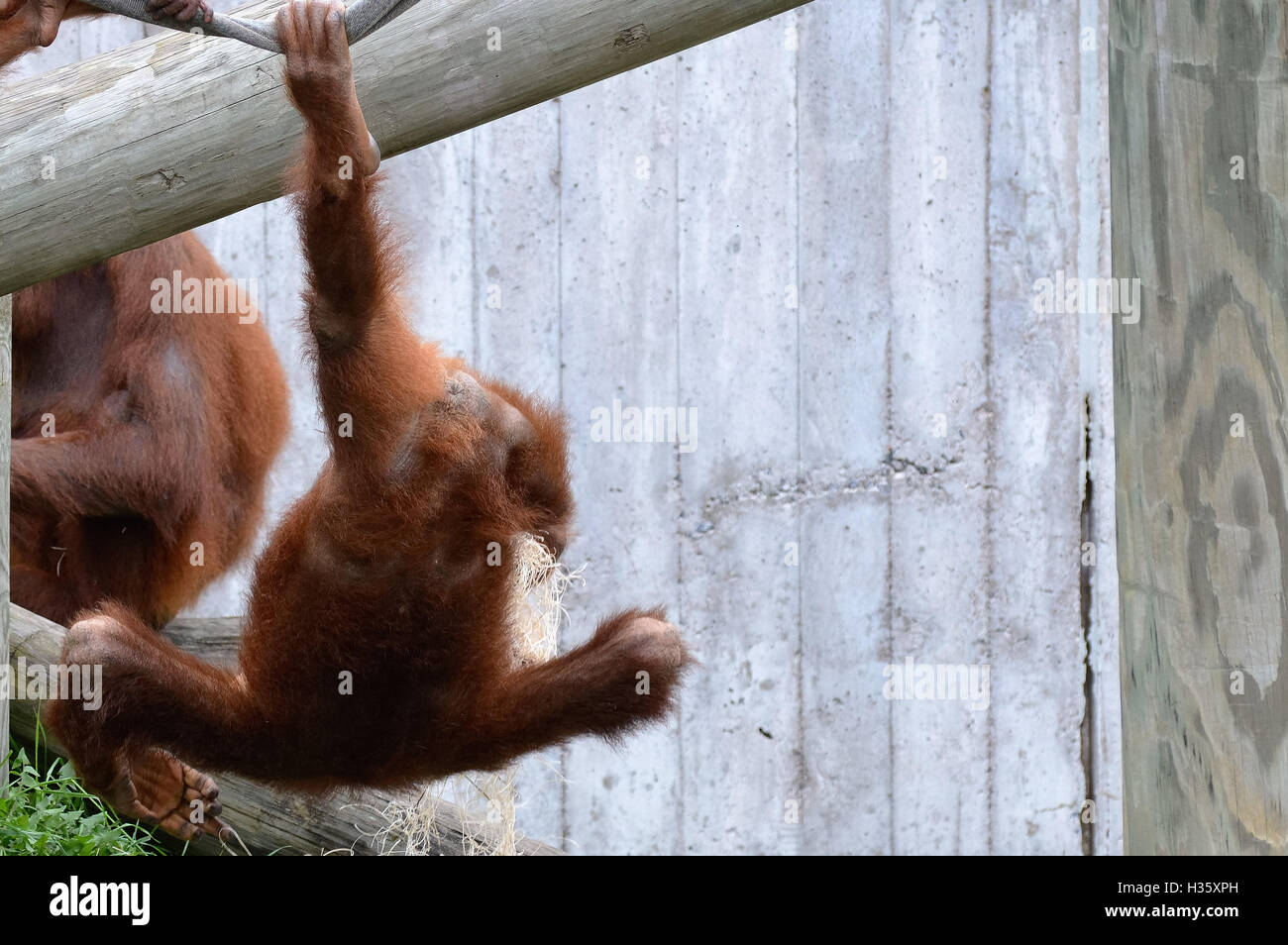 Orangutan Swinging on a Rope Stock Photo