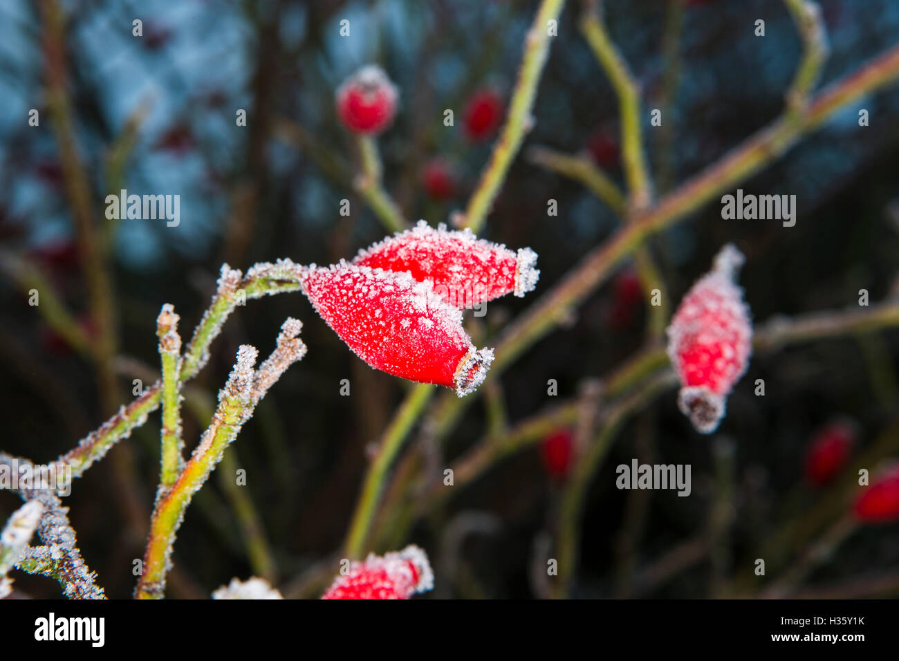 Red rose hip berries covered in early morning frost in the country hedge rows. Stock Photo