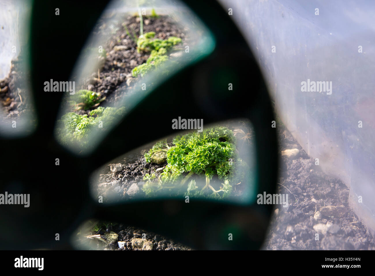 Young plants, seedlings growing inside a plastic tunnel for protection. Stock Photo