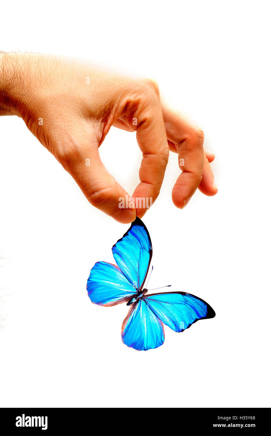 holding a blue butterfly with fingers Stock Photo