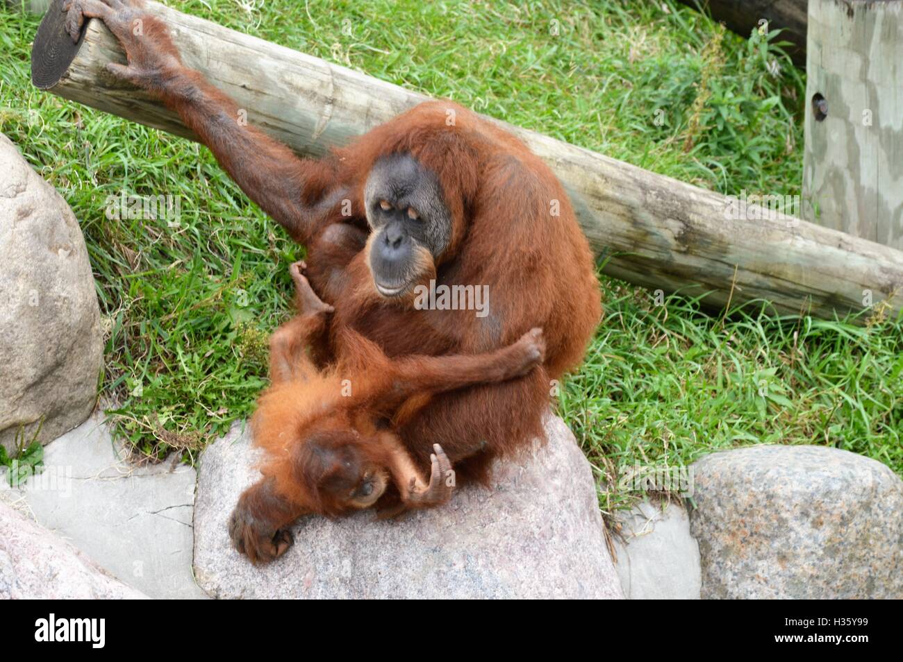 Female primate hi-res stock photography and images - Alamy
