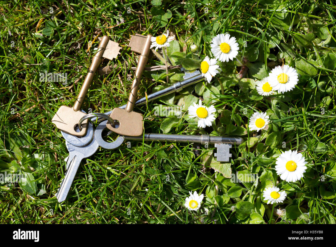 Set of house keys lost in the long grass Stock Photo Alamy