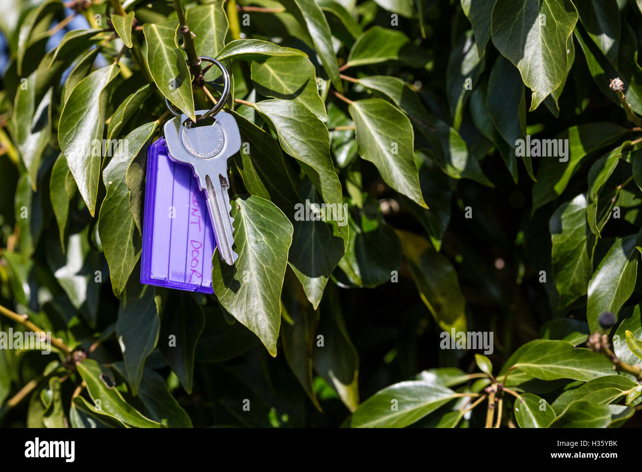 Set of house keys lost and hanging in an ivy bush Stock Photo Alamy