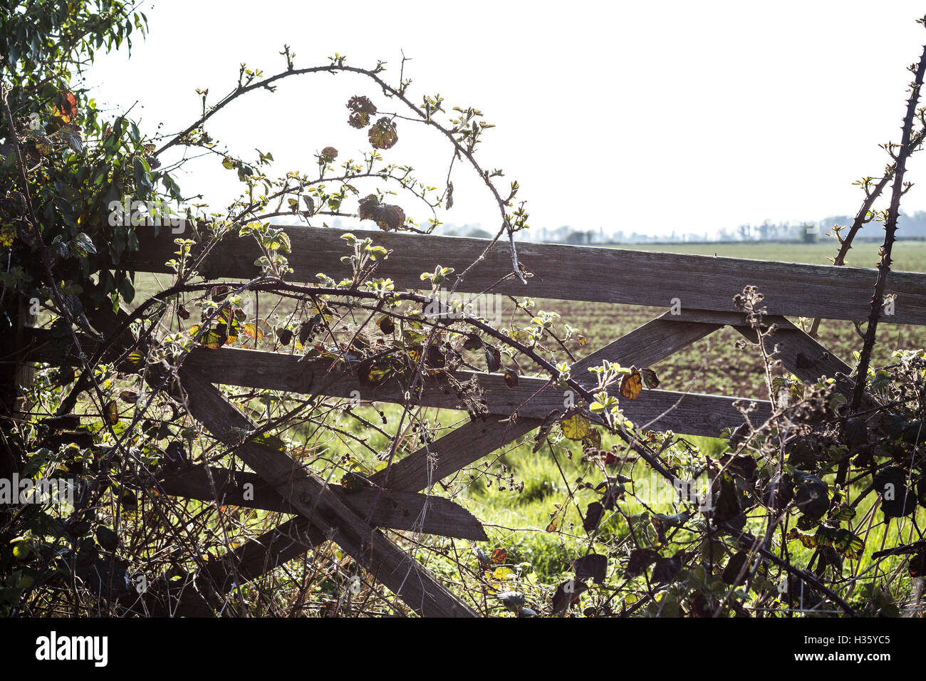 Old farm gate overgrown with brambles. Stock Photo