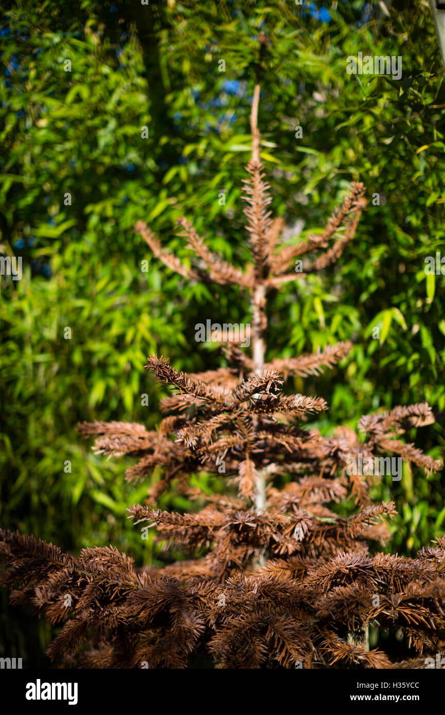 Dead christmas tree hires stock photography and images Alamy