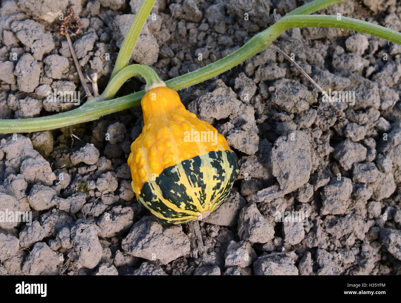 Yellow and green bumpy ornamental gourd growing on a long vine Stock Photo