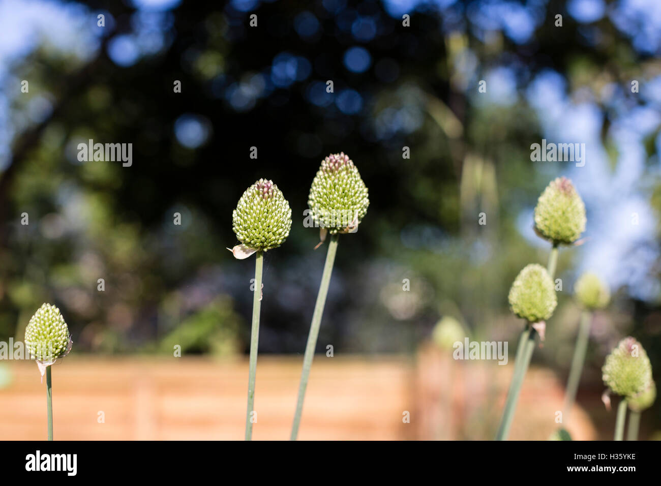 Allium flowers waiting to bloom Stock Photo Alamy