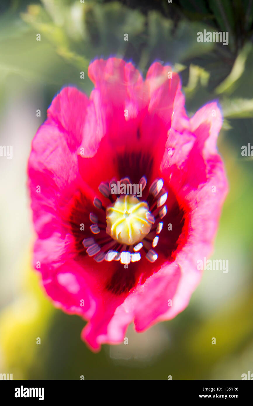 Soft focus flower hi-res stock photography and images - Alamy