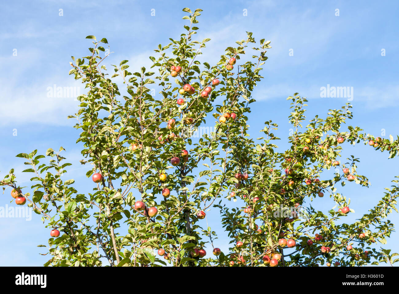 Autumn apples. Apple tree in against a blue sky, England, UK Stock Photo