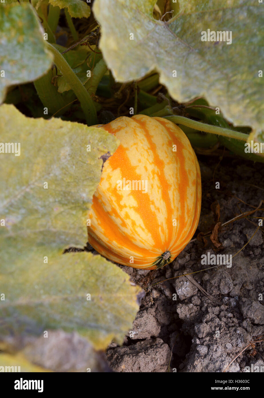 Striped Festival squash grows under leaves of bush plant In a vegetable