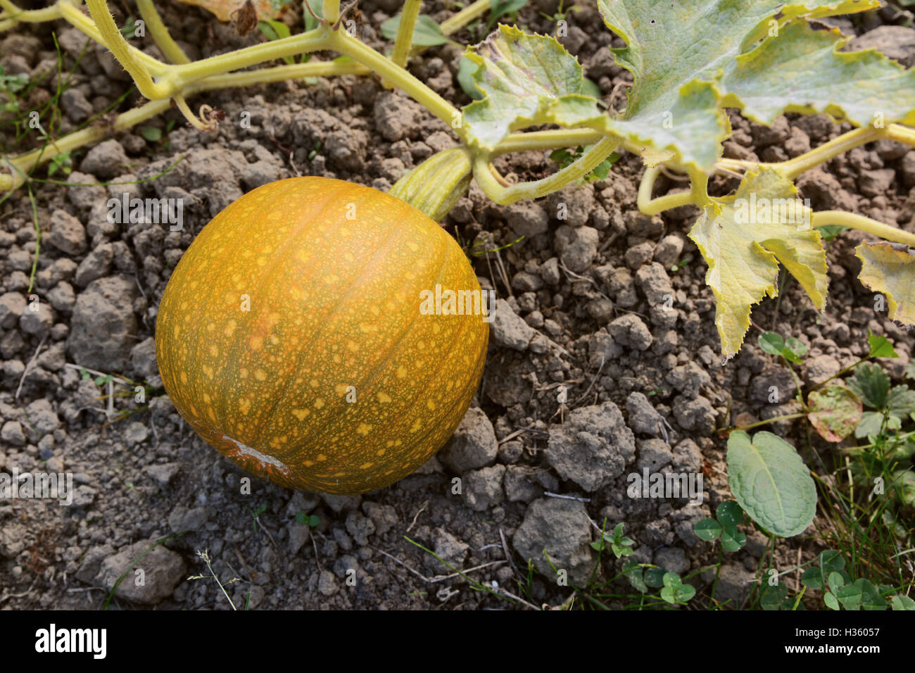 Small pumpkin grows on the vine, starting to ripen from green to orange Stock Photo