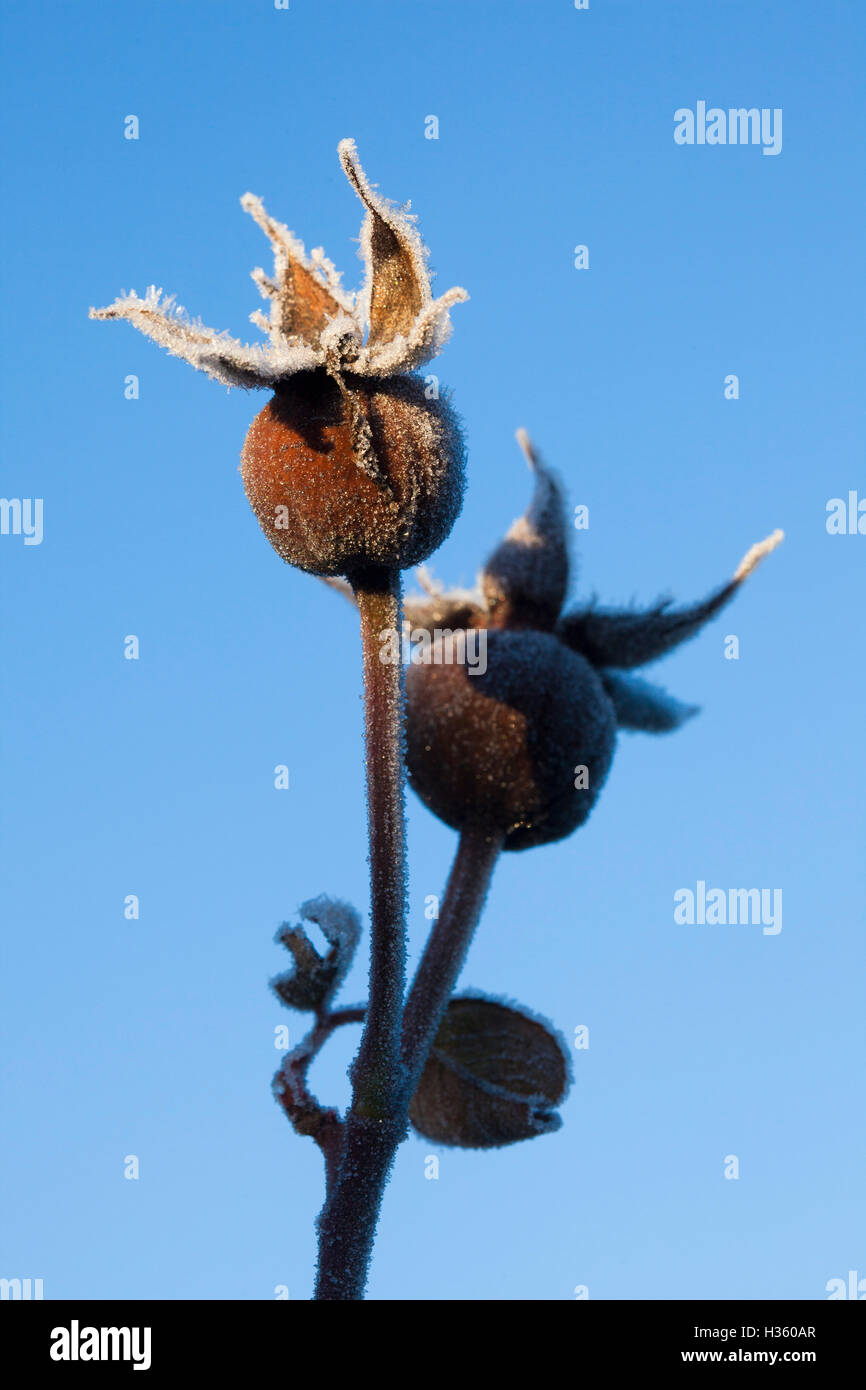 Early morningsunlight catches the frost crystlas in the dead heads of a rose bush in the middle of winter. Stock Photo