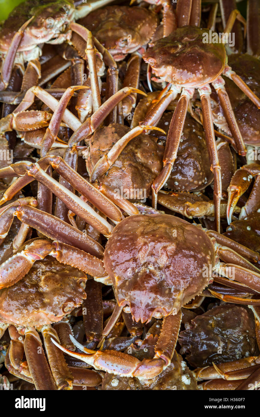 Closeup of snow crab catch at Port de Grave, Newfoundland and Labrador, Canada. Stock Photo