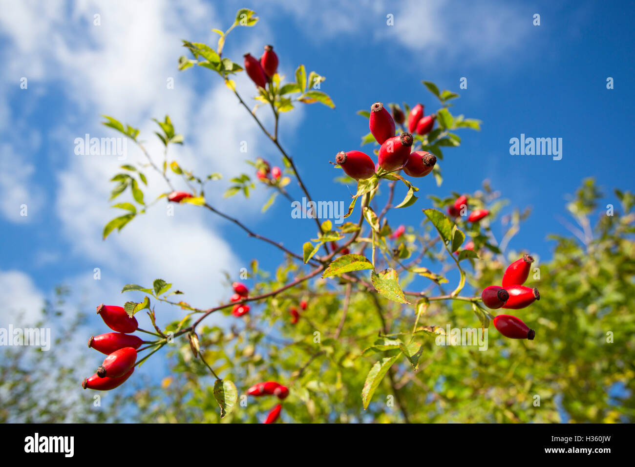 Close up and detail of deep red rose hip berries in a countryside hedgerow. Stock Photo