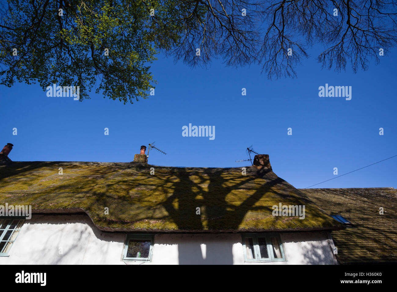 Shadow Of A Tree Cast On A Village Cottage With Thatched Roof